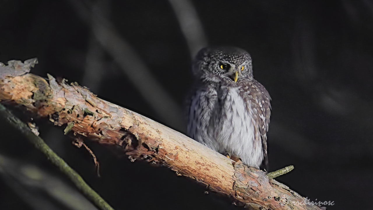 Eurasian pygmy owl