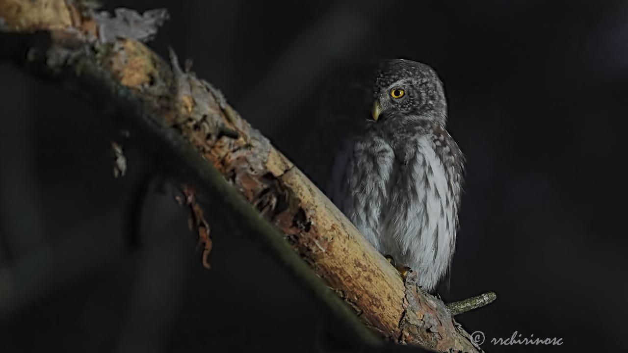 Eurasian pygmy owl