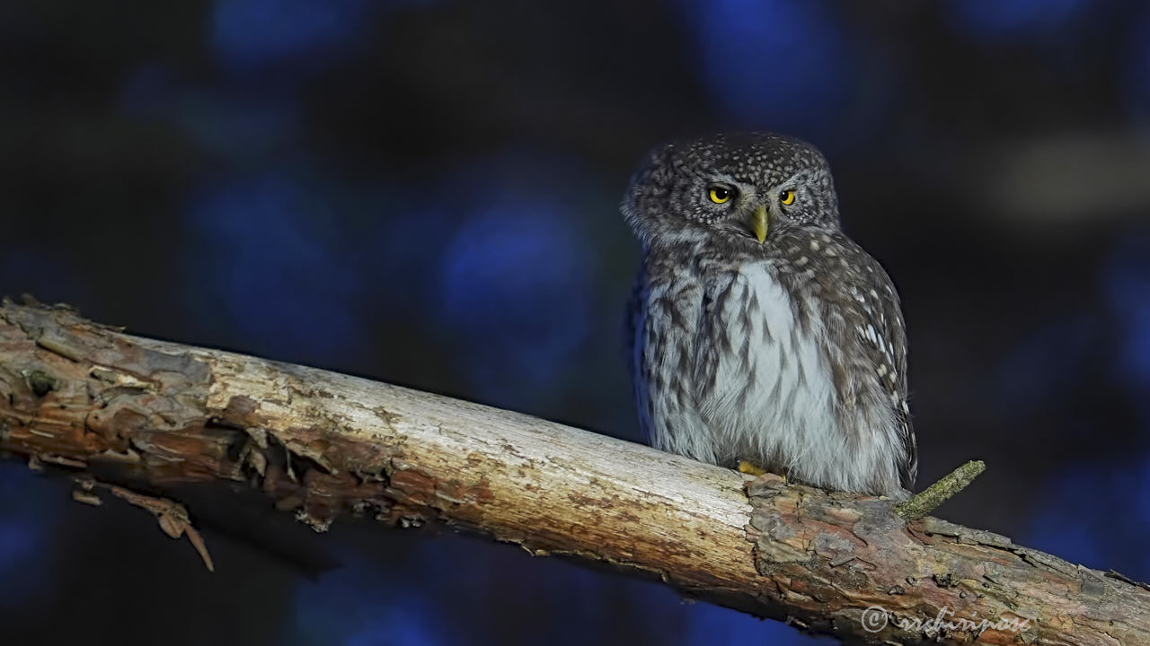 Eurasian pygmy owl