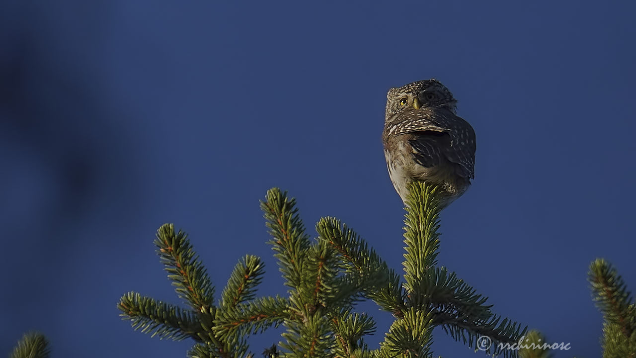 Eurasian pygmy owl