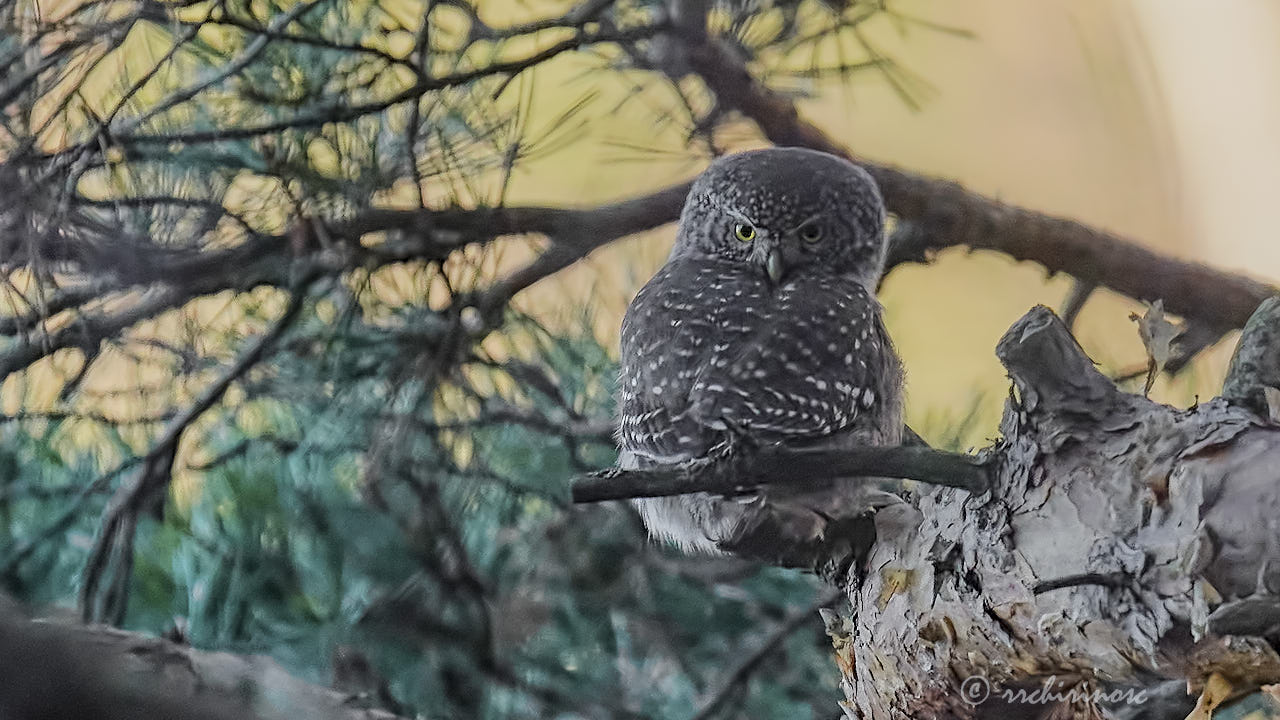 Eurasian pygmy owl