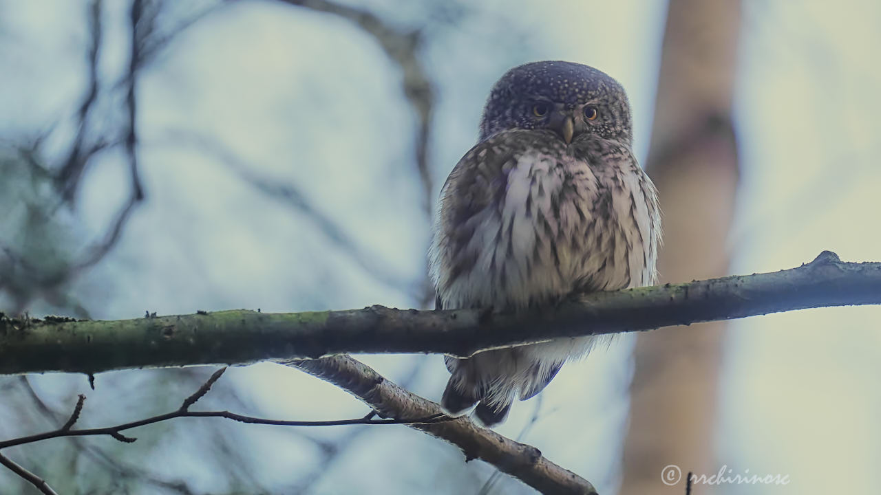 Eurasian pygmy owl