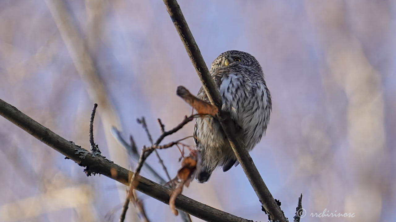 Eurasian pygmy owl