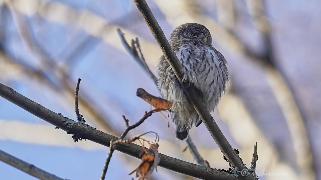 Eurasian pygmy owl