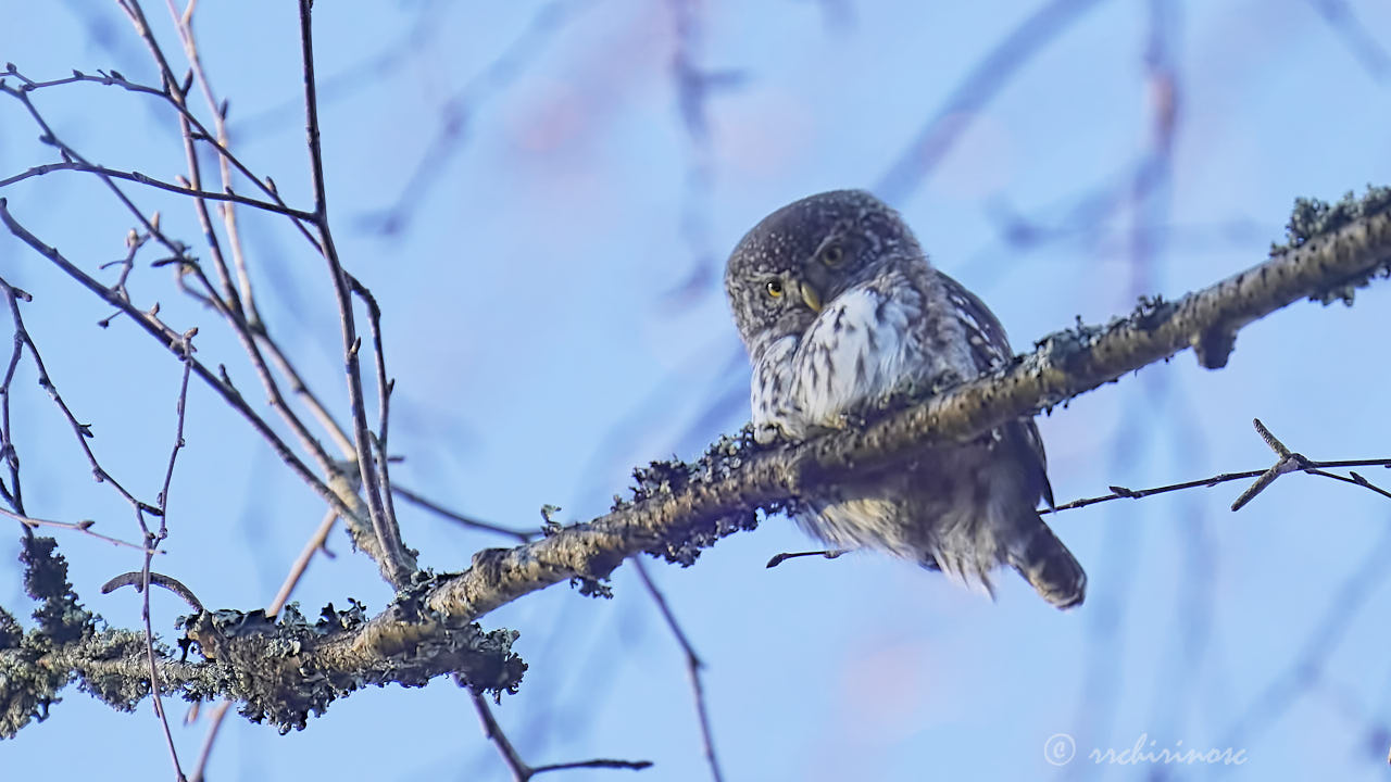 Eurasian pygmy owl