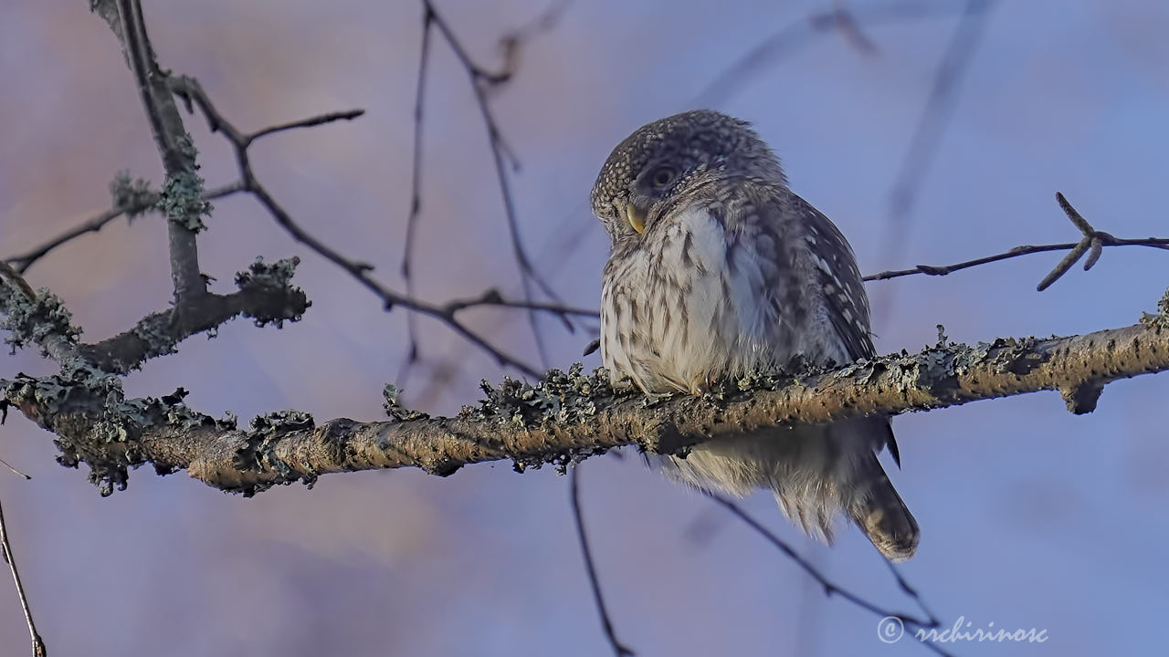 Eurasian pygmy owl