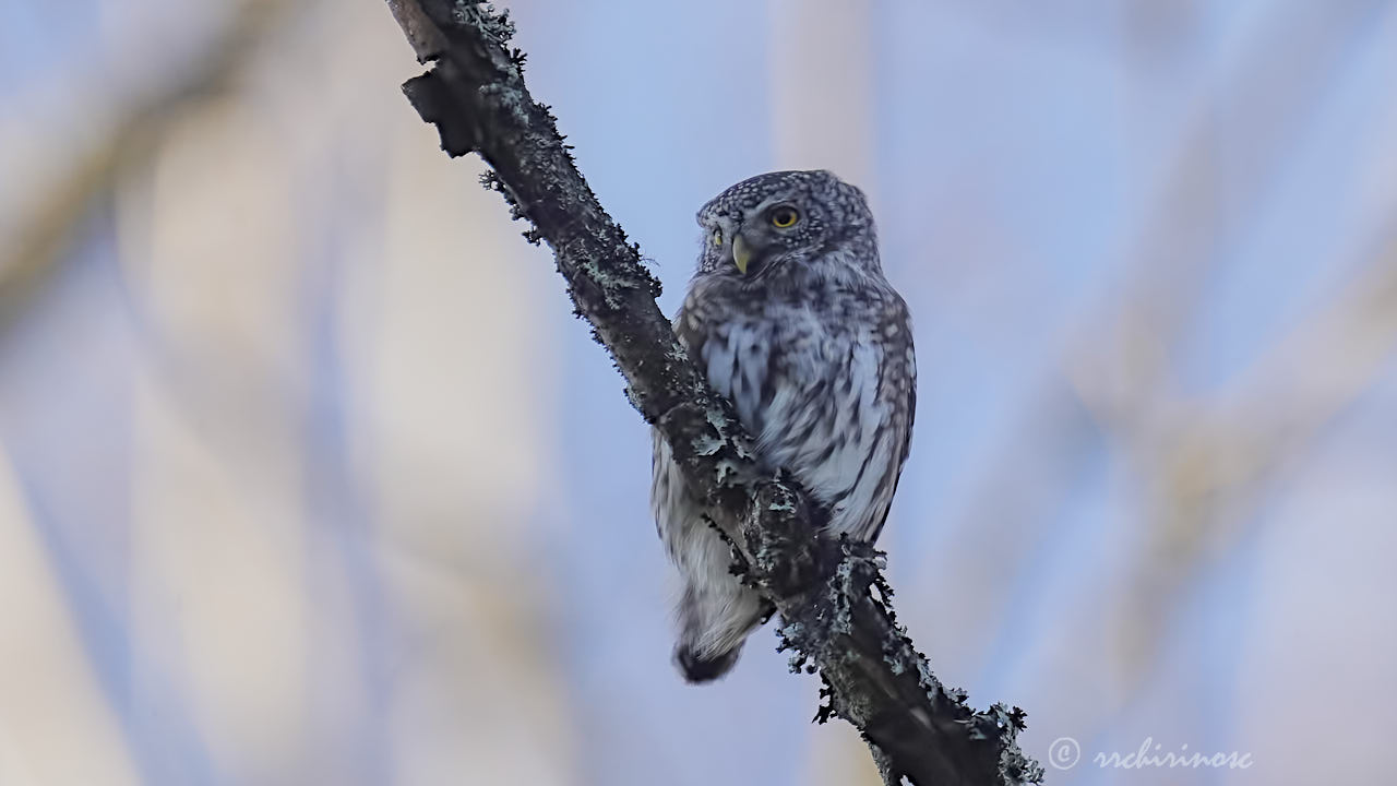 Eurasian pygmy owl