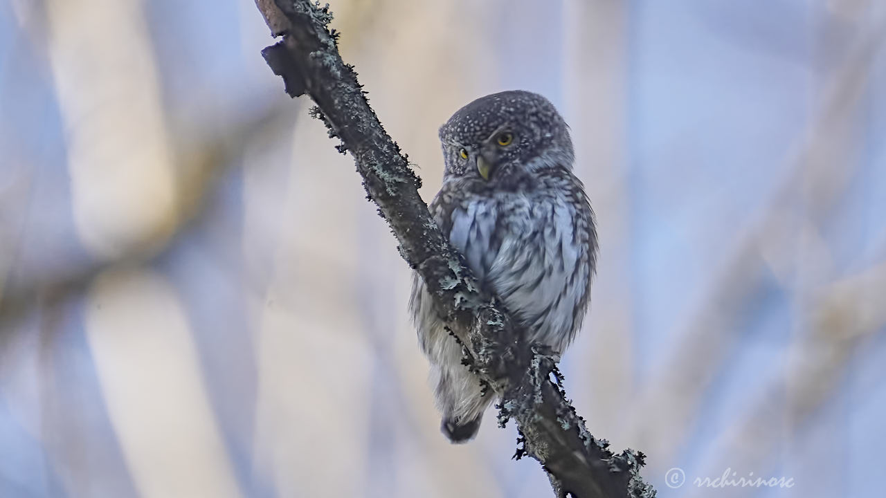 Eurasian pygmy owl