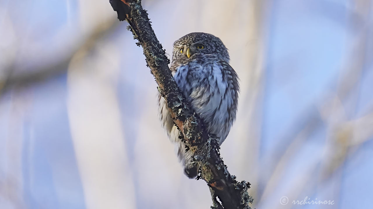 Eurasian pygmy owl