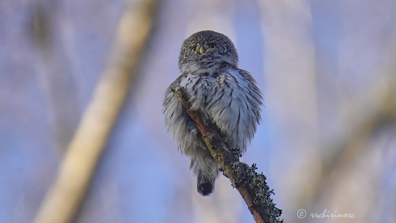 Eurasian pygmy owl