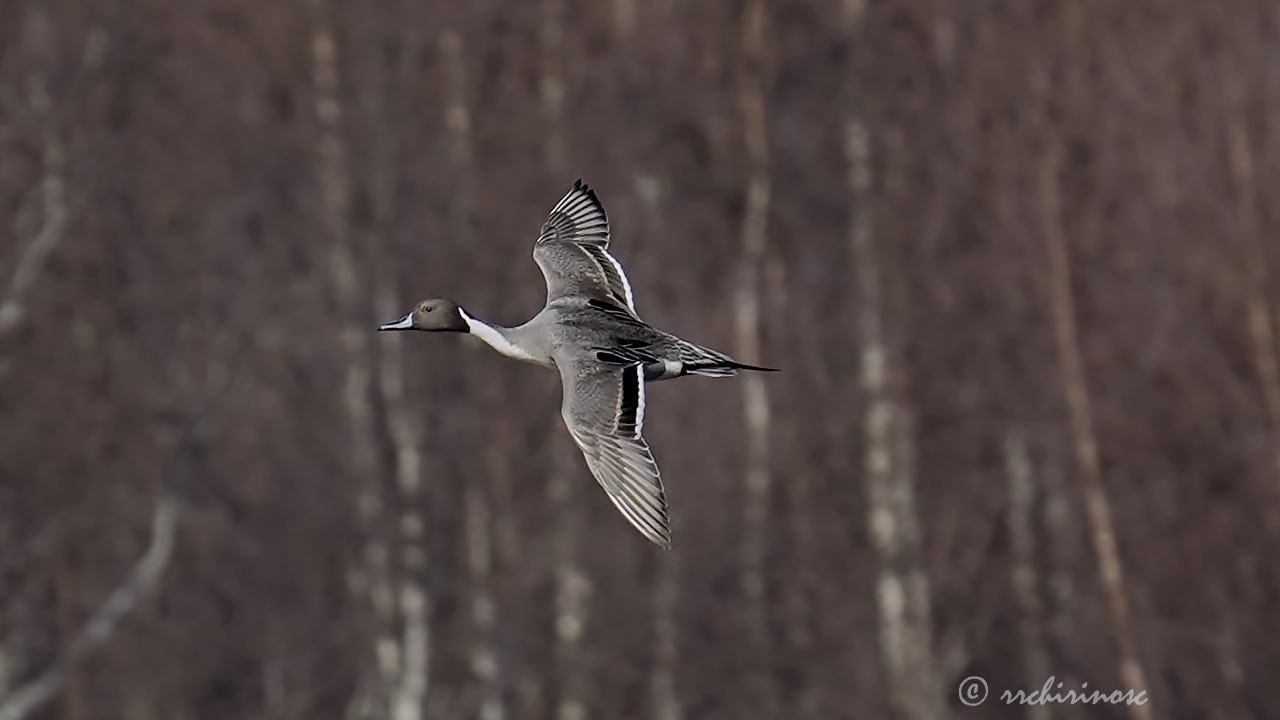 Northern pintail