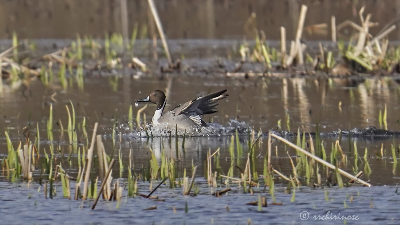 Northern pintail