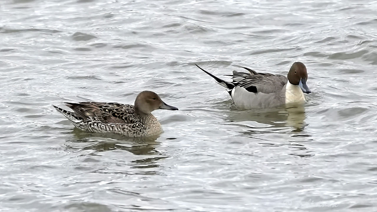 Northern pintail