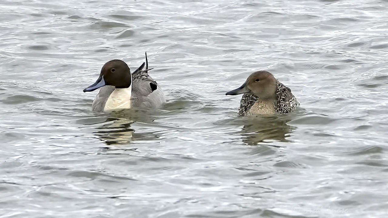 Northern pintail