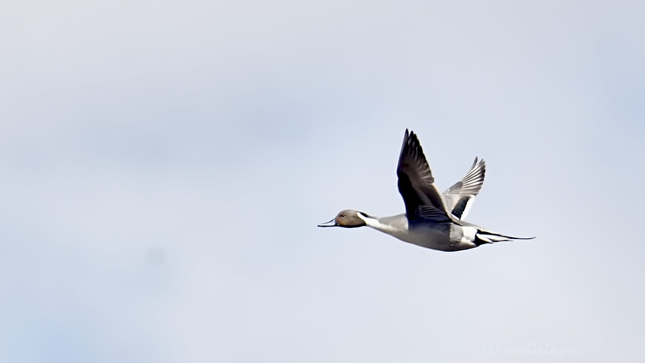 Northern pintail