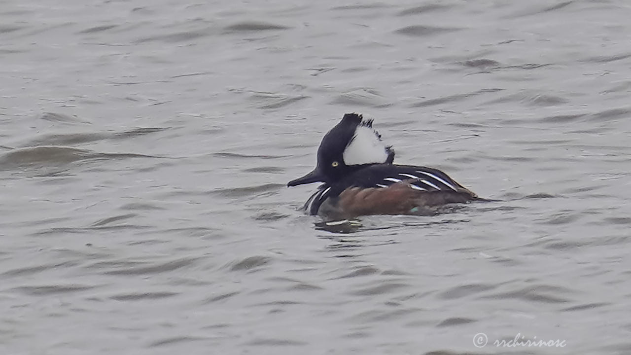 Hooded merganser