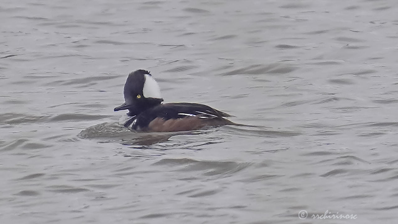 Hooded merganser