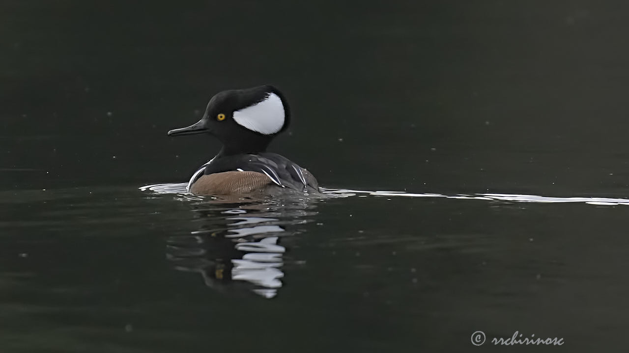 Hooded merganser