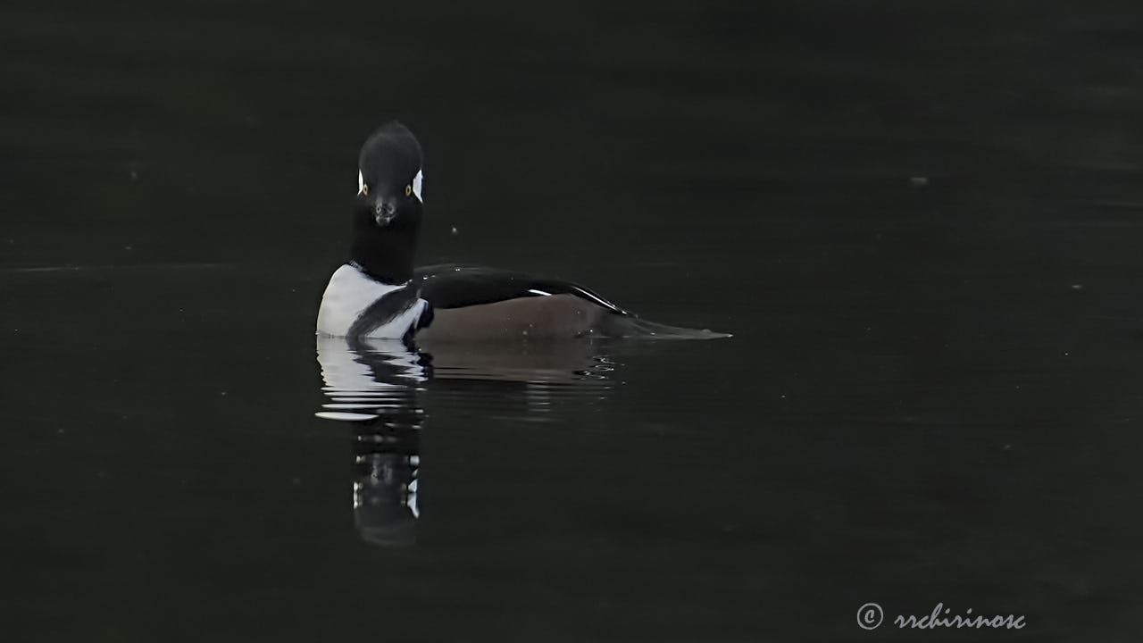 Hooded merganser