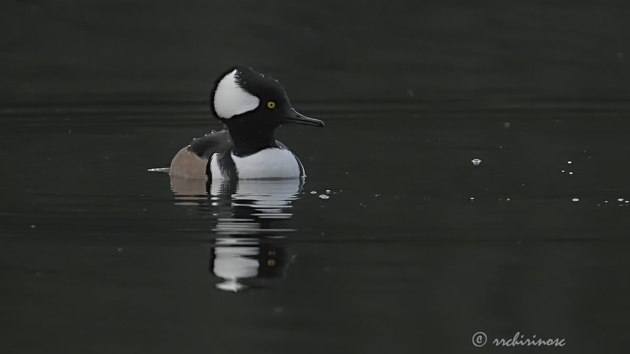 Hooded merganser