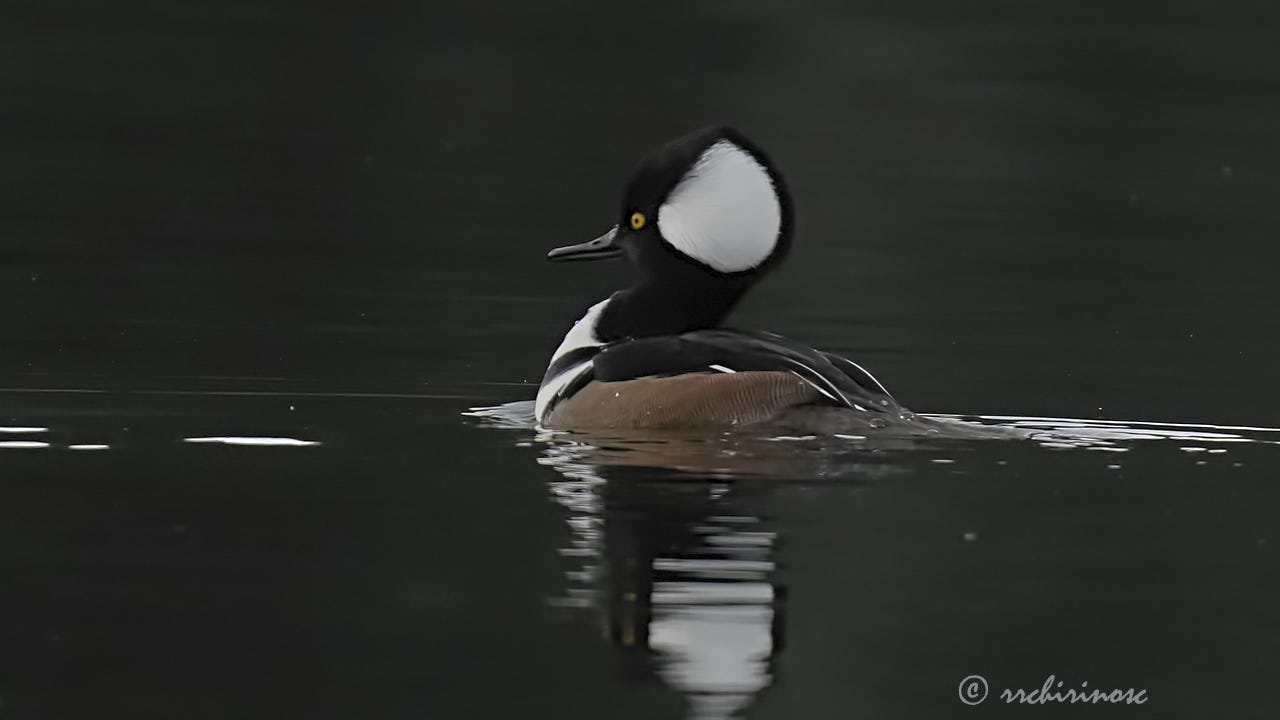 Hooded merganser