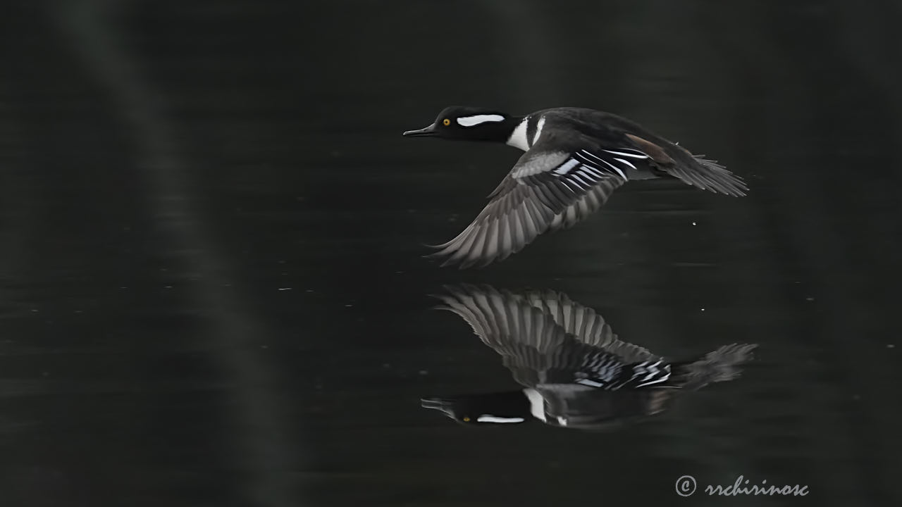 Hooded merganser