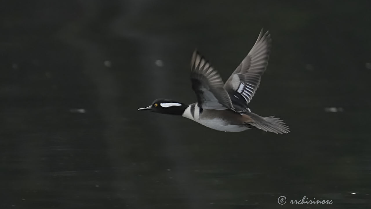 Hooded merganser