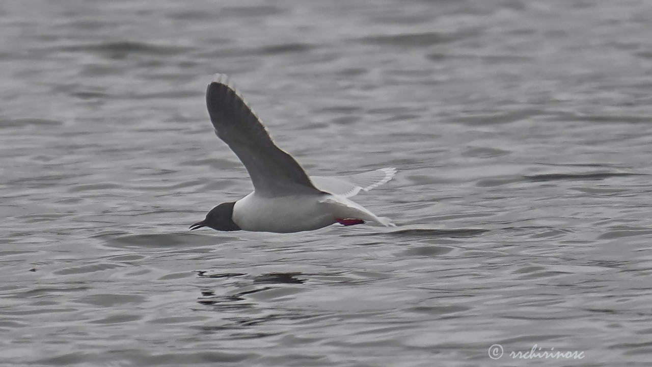 Little gull