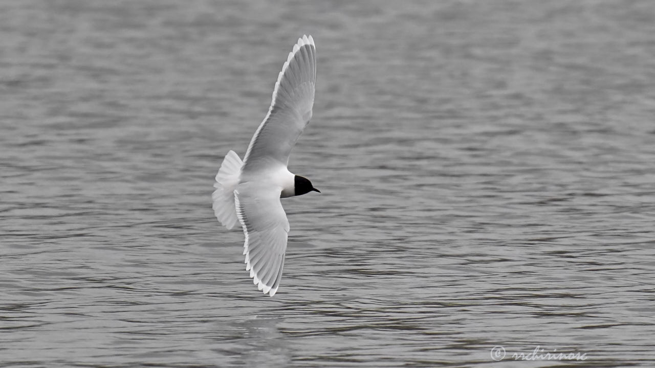 Little gull