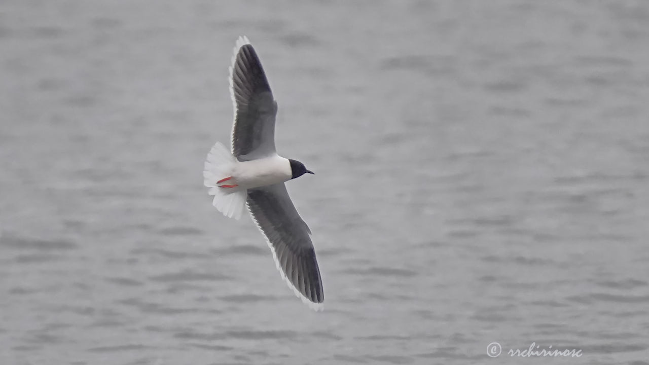 Little gull