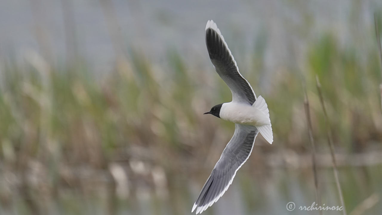 Little gull