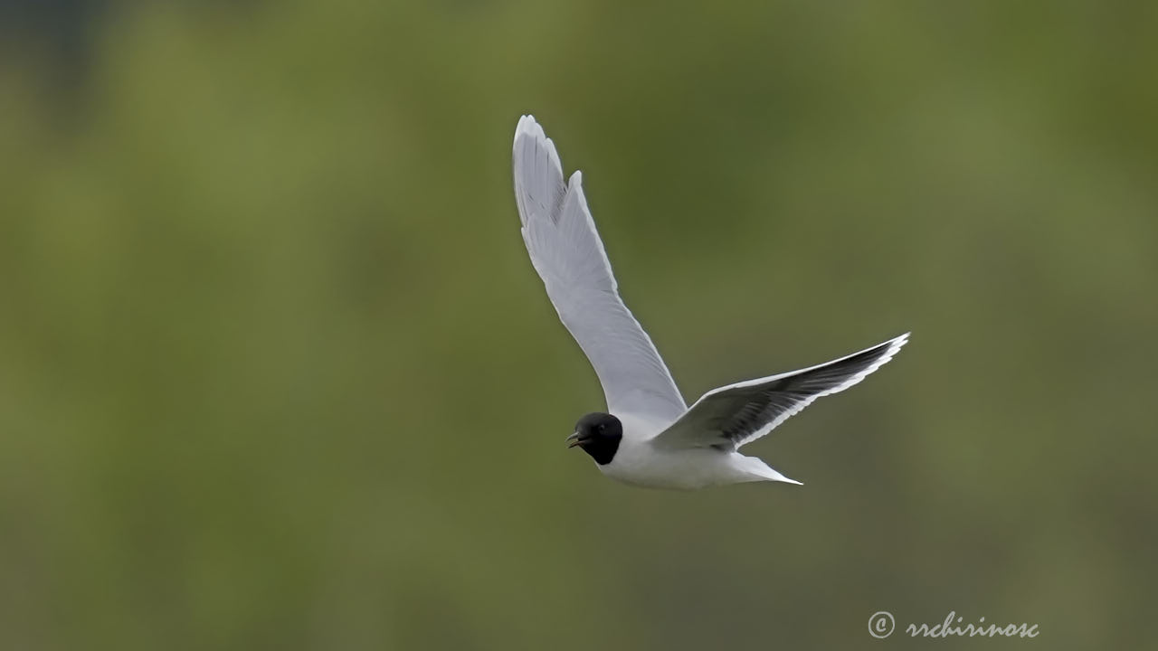 Little gull