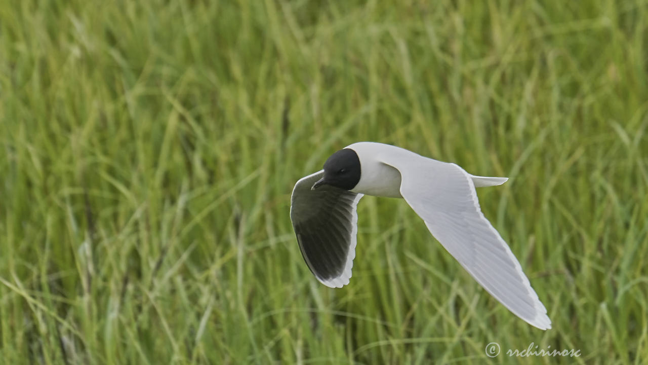 Little gull