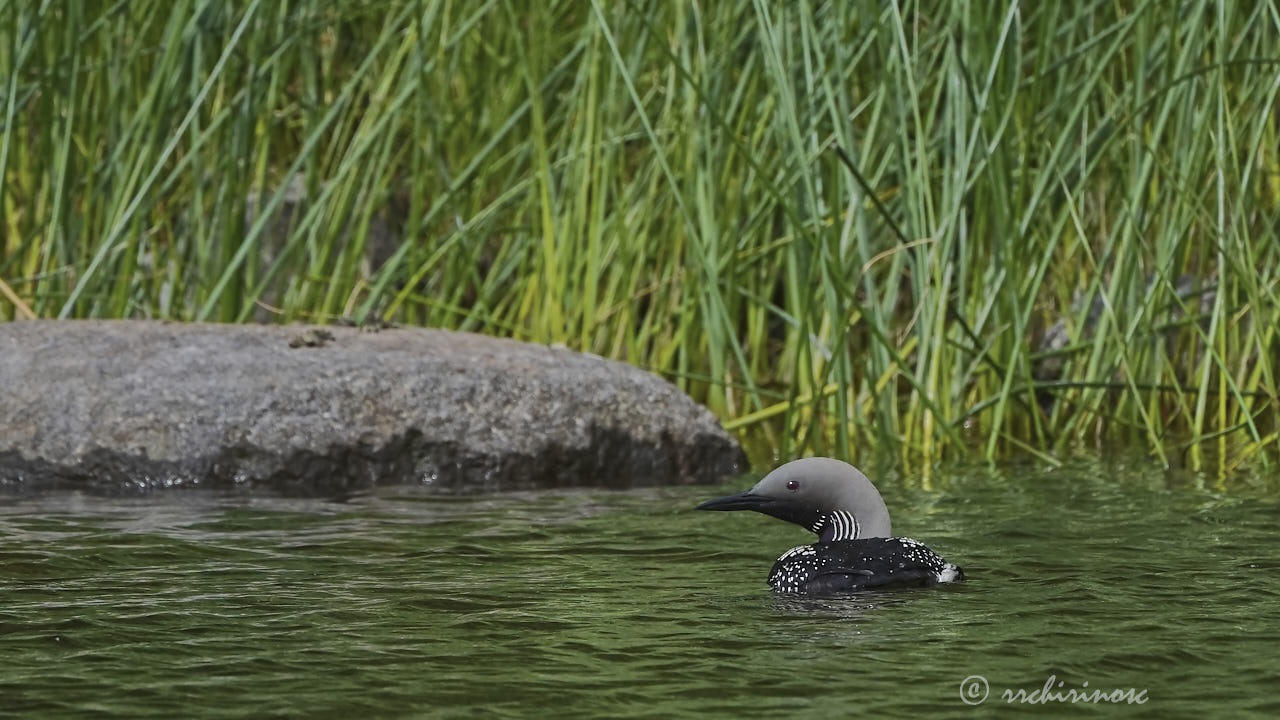 Artic loon