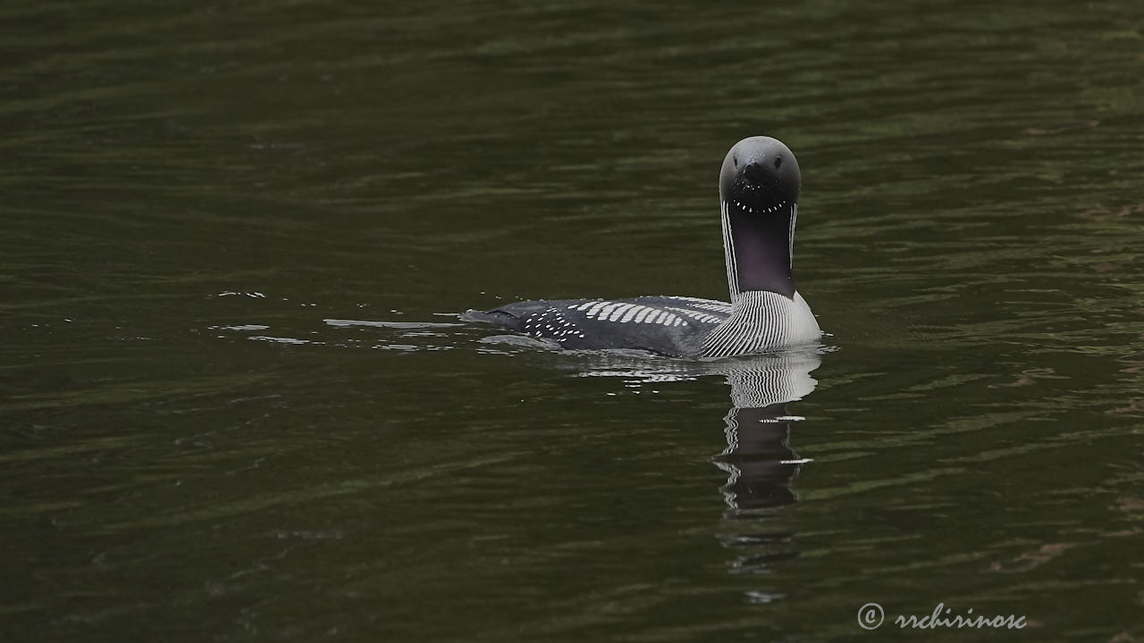 Artic loon