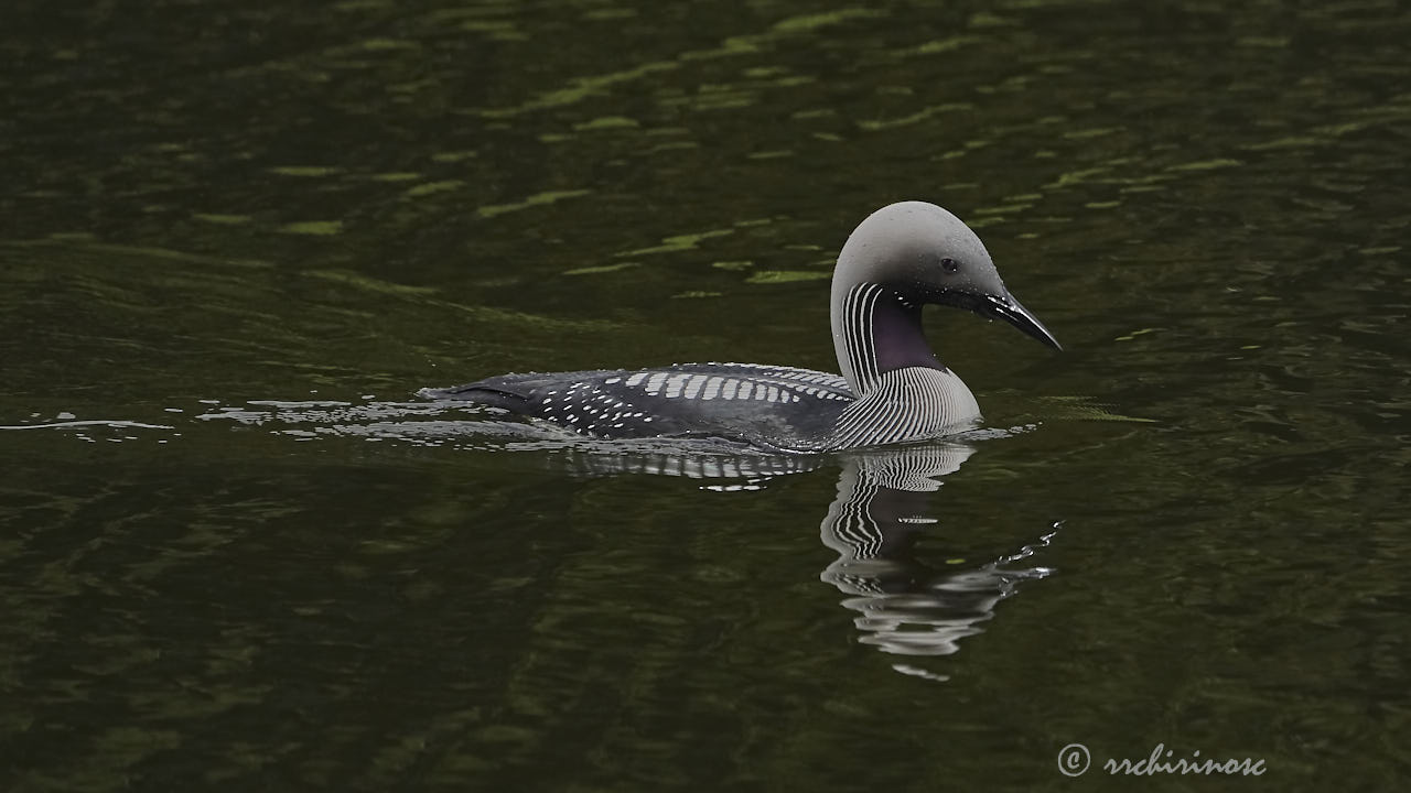 Artic loon