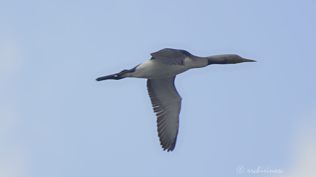 Artic loon