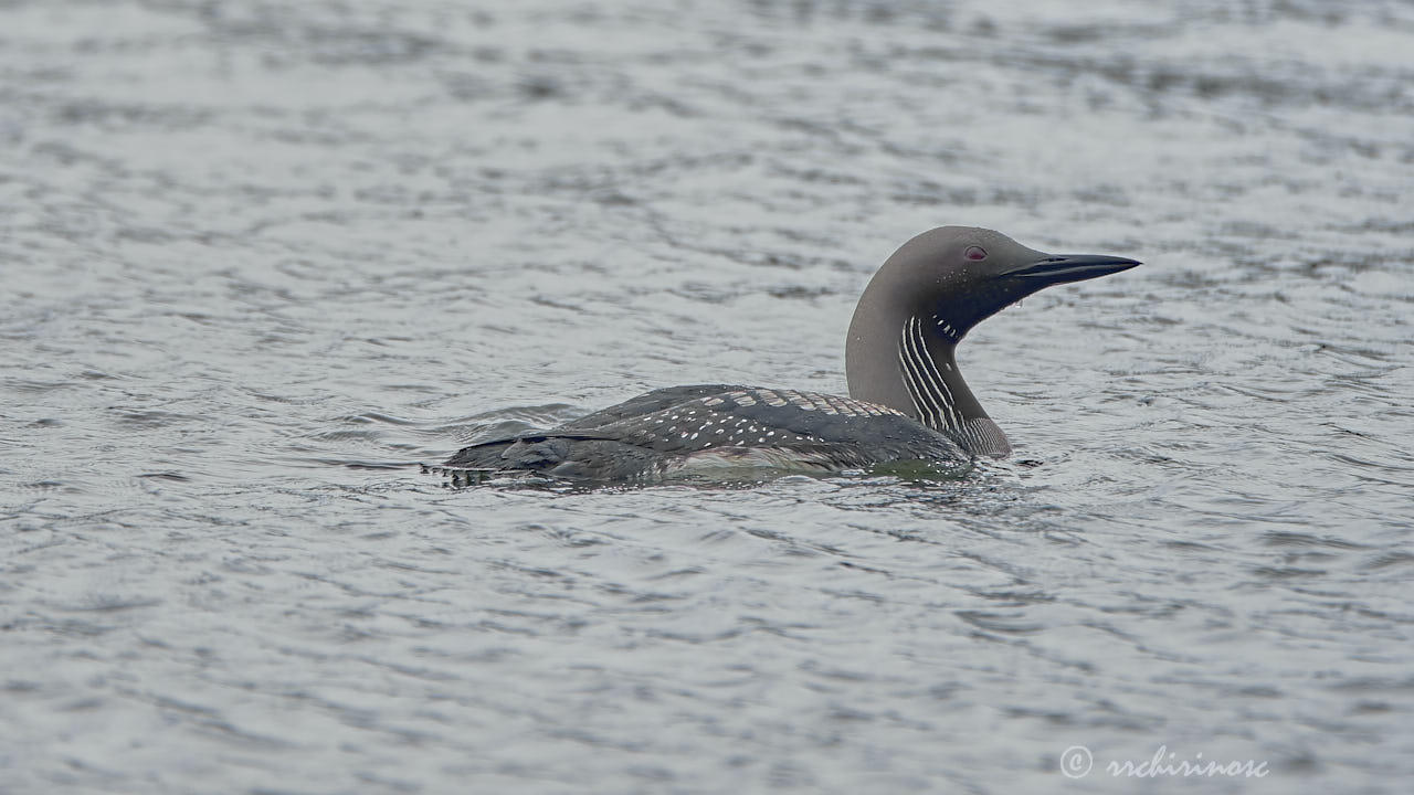 Artic loon