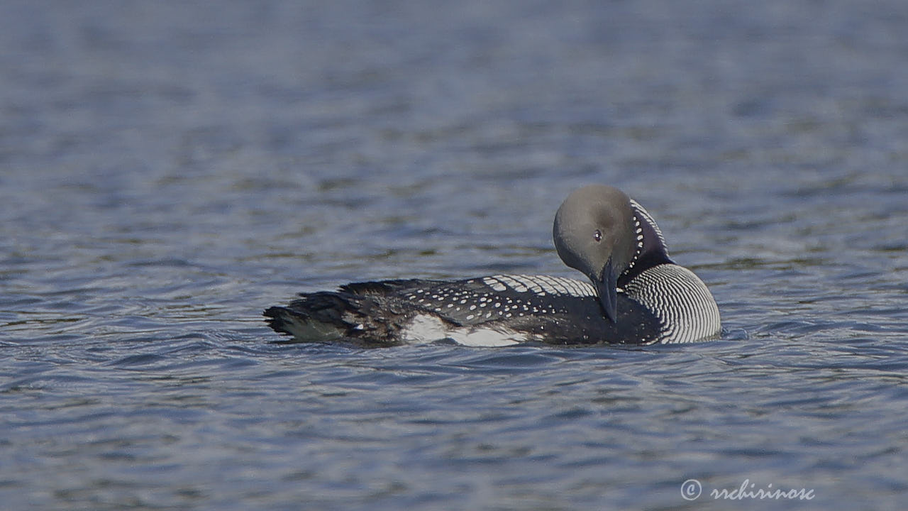 Artic loon