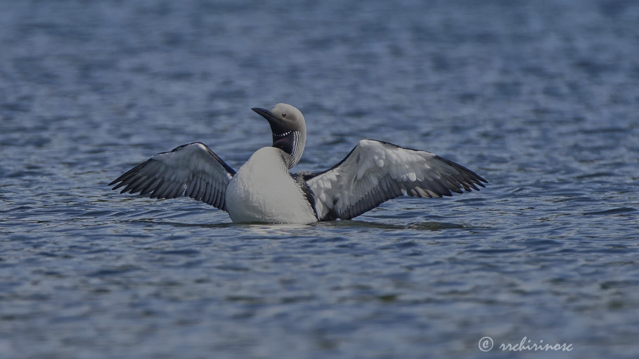 Artic loon