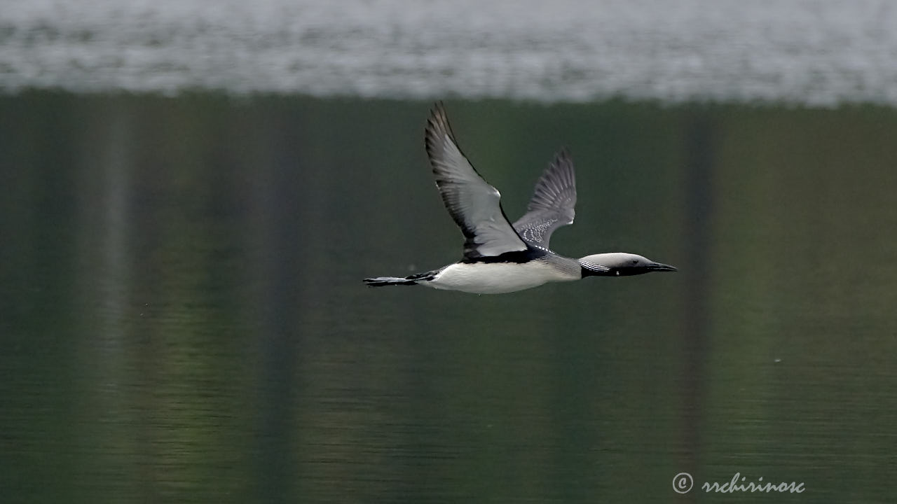 Artic loon