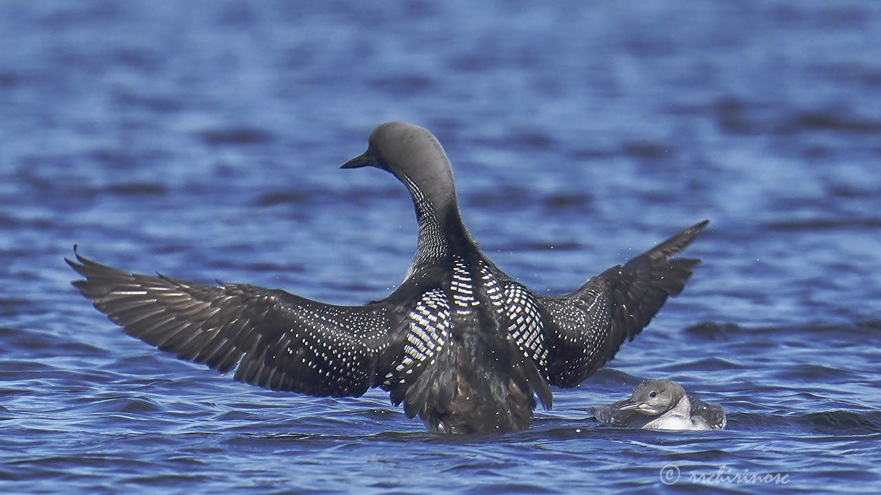 Artic loon