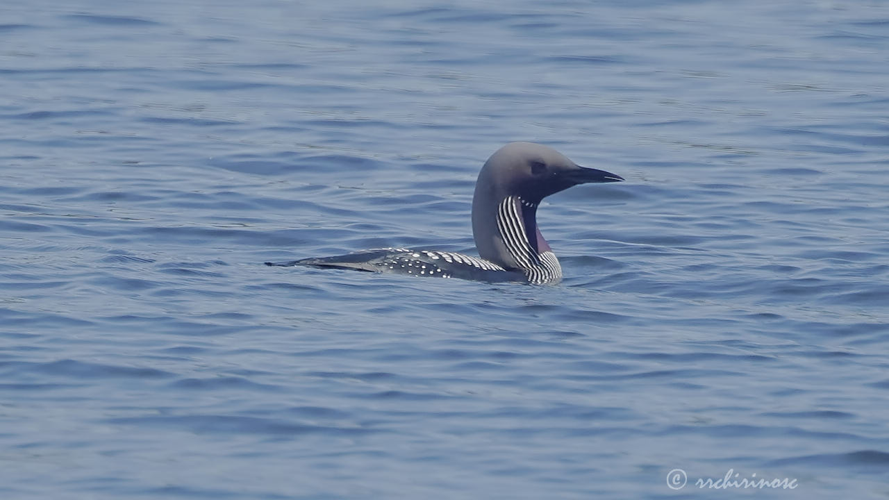 Artic loon