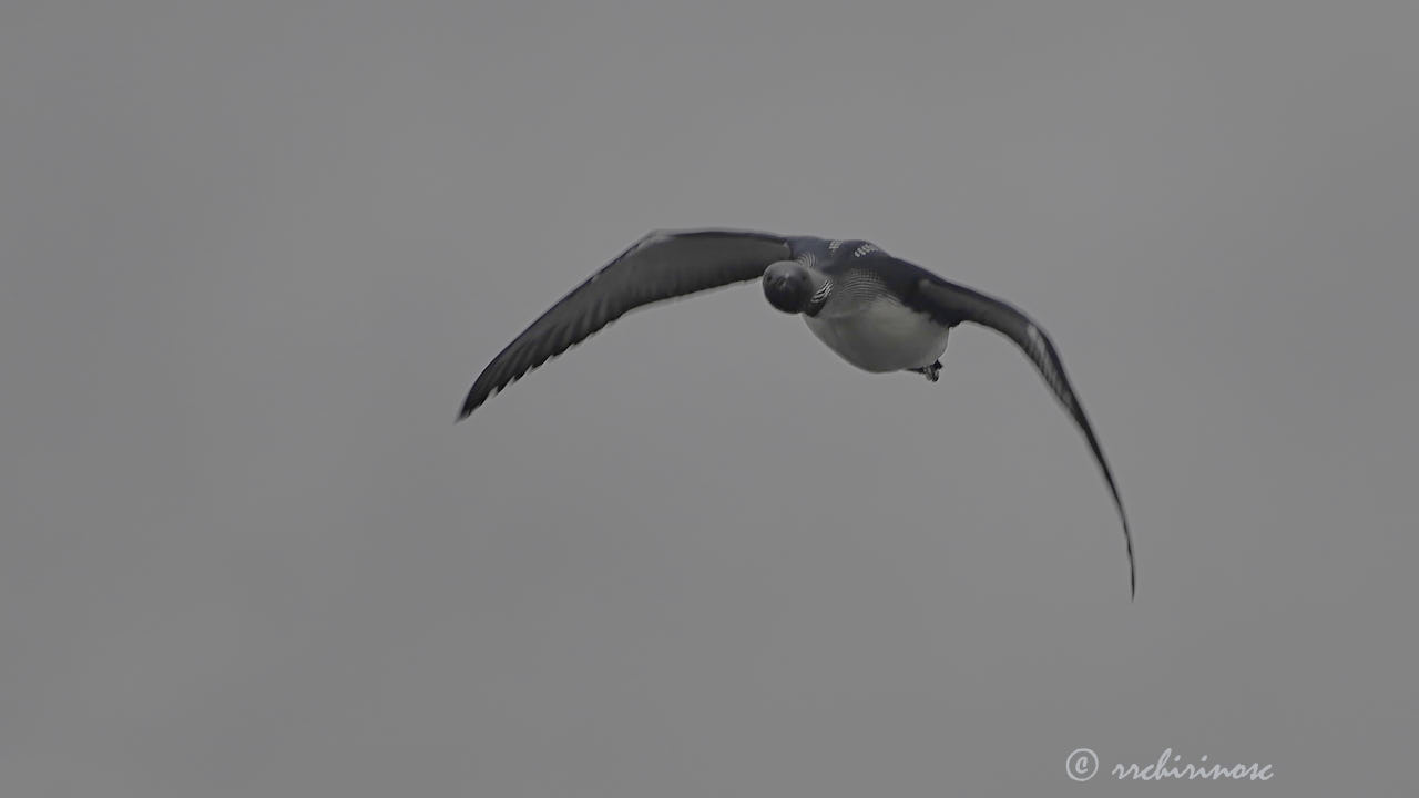 Artic loon