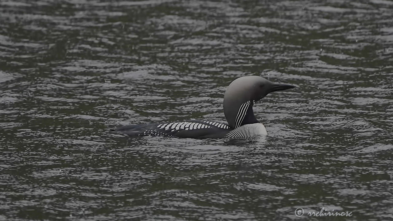 Artic loon