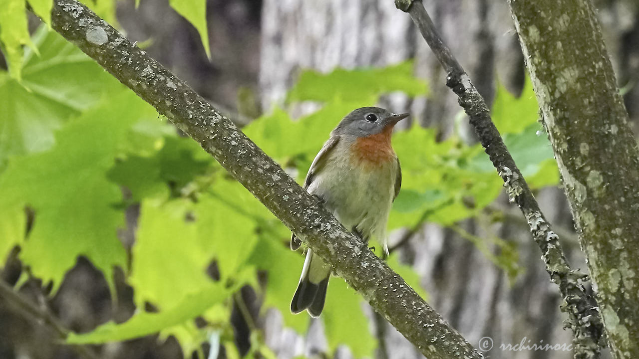 Red-breasted flycatcher