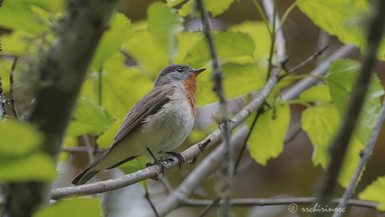 Red-breasted flycatcher