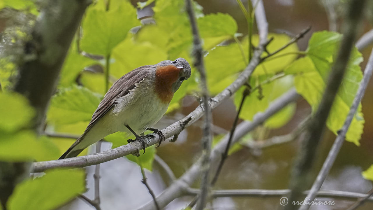 Red-breasted flycatcher