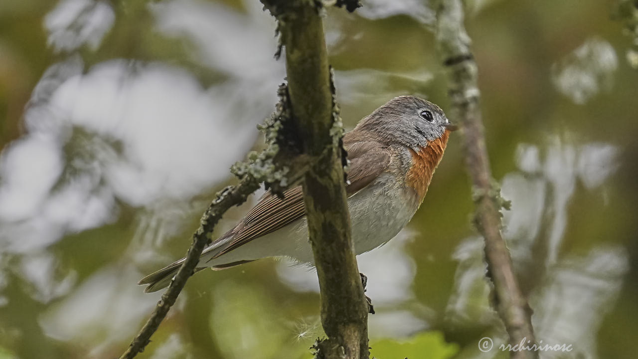 Red-breasted flycatcher