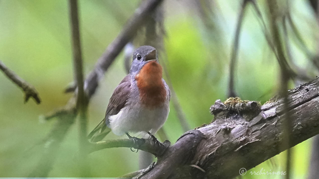 Red-breasted flycatcher